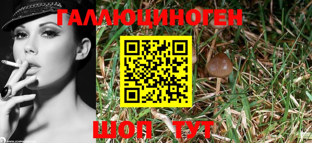 Галлюциногенные грибы прущие грибы Елабуга